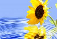 Solros